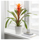 BROMELIACEAE БРОМЕЛИЯ
