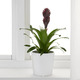 BROMELIACEAE БРОМЕЛИЯ