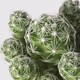 CACTACEAE КАКТУС