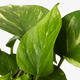 EPIPREMNUM ЭПИПРЕМНУМ