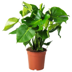 MONSTERA МОНСТЕРА