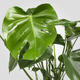 MONSTERA МОНСТЕРА