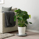 MONSTERA МОНСТЕРА