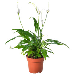 SPATHIPHYLLUM СПАТИФИЛЛУМ