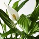 SPATHIPHYLLUM СПАТИФИЛЛУМ
